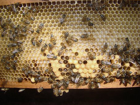 Free Bees Honeycomb photo and picture
