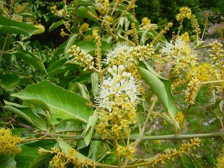 Free Flowering Plant Blossom photo and picture