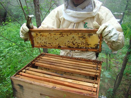 Free Beekeeper Beehive photo and picture