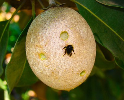 Free Fruit Bee photo and picture