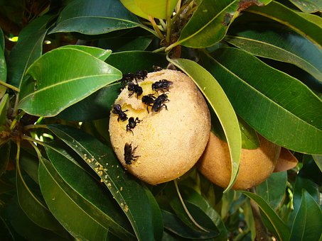 Free Fruit Bees photo and picture