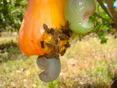 Free Bees Cashew photo and picture
