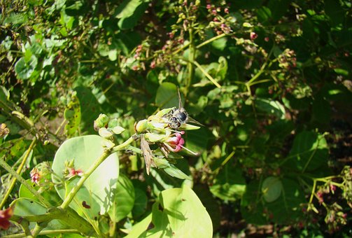 Free Bee Flower photo and picture