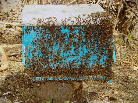 Free Beehive Bees photo and picture