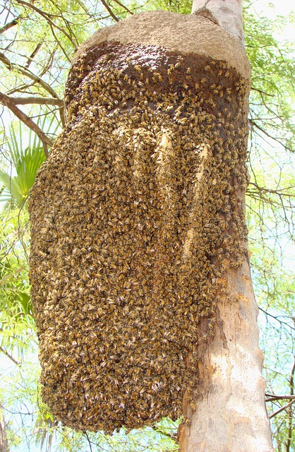Free Bees Beehive photo and picture