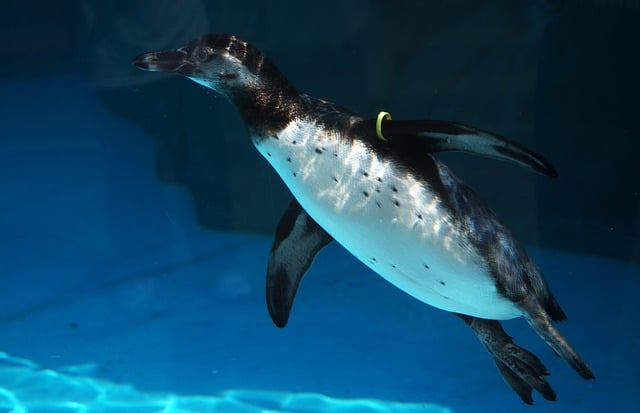 Free Penguin Swimming photo and picture