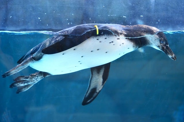 Free Penguin Aquarium photo and picture