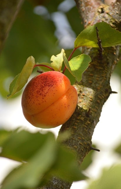 Free Apricot Tree Fruit photo and picture