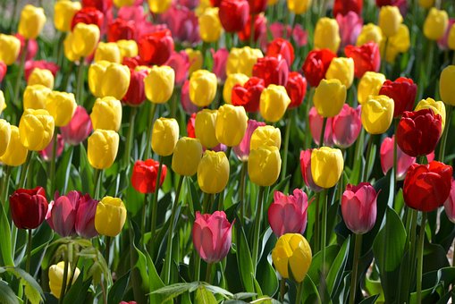 Free Tulip Garden photo and picture
