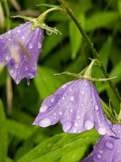 Free Violet Raindrop photo and picture