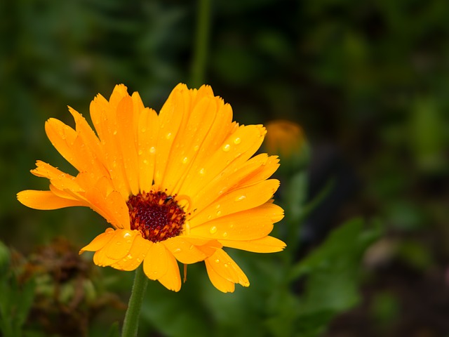 Free Flower Calendula photo and picture