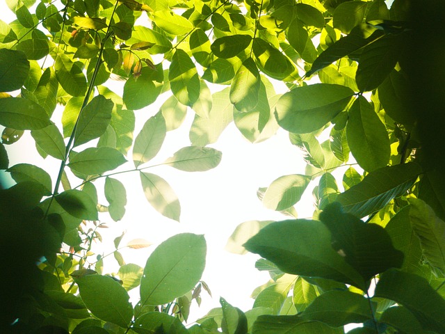 Free Leaves Tree photo and picture