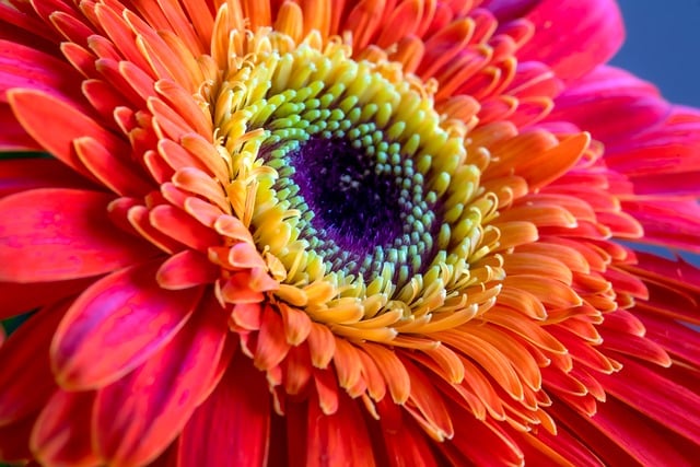 Free Flower Nature photo and picture