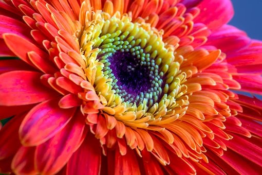 Blomst, Natur, Blomstre, Plante, Flora