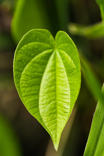 Grønn, Blad, Natur, Plante, Bregne, Plen