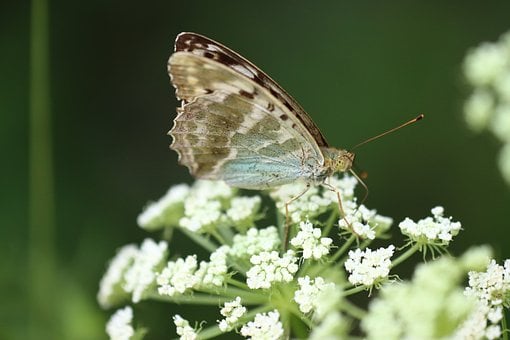 Schmetterling, Natürlich, Makro, Flügel