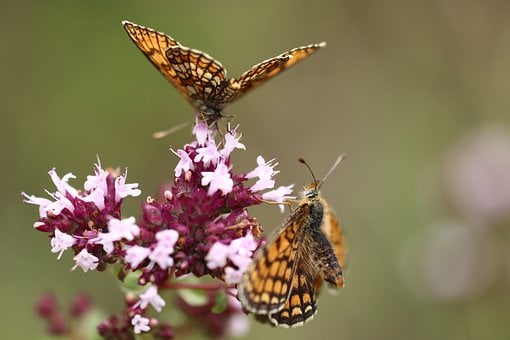 Schmetterling, Natur, Makro, Flügel