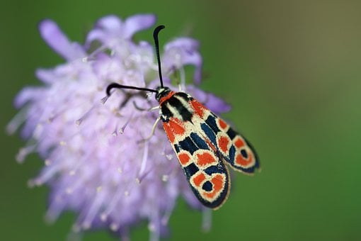 Glückswidderchen, Rot, Makrofotografie