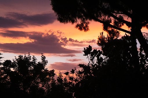 Free Sunset Trees photo and picture