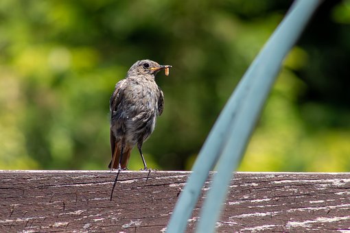 Vogel, Goudvink, Insect, Nestelen