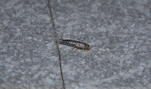 Silberfisch, Fliesenoberfläche, Antennen