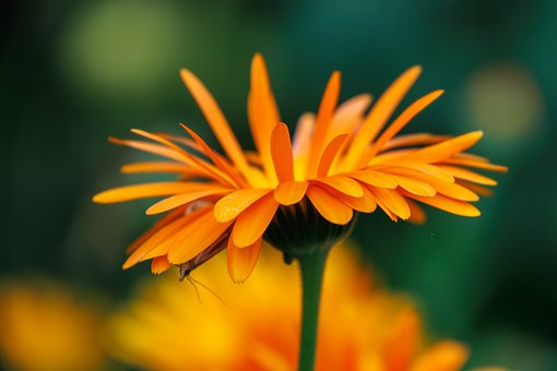 Ringelblume, Orange Blume, Natur, Garten