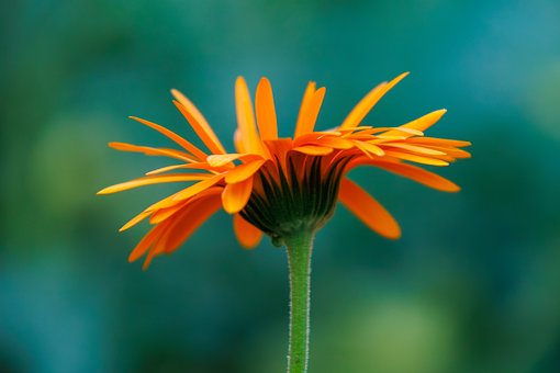Ringelblume, Blume, Orange