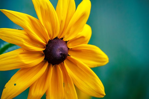 Rudbeckie, Floraler Hintergrund