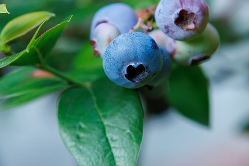 Blaubeere, Frucht, Natur, Ernährung