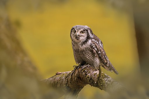 Eule, Wald, Tier, Natur, Zweig, Wild
