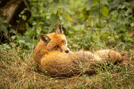 Fuchs, Wildnis, Tier, Wald, Natur