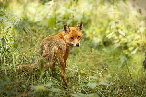 Fuchs, Natur, Wild, Wald, Fauna, Busch