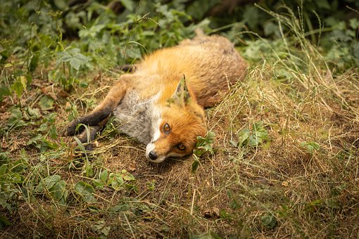 Fuchs, Natur, Tierfotografie, Tierwelt
