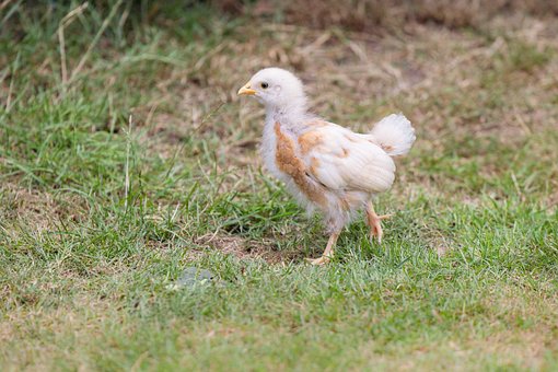 Küken, Natur, Vogel, Niedlich, Huhn