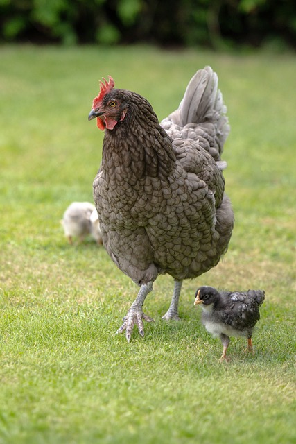 Huhn, Küken, Vogel, Henne, Jungtier