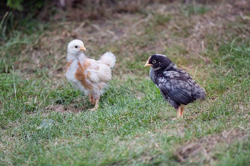 Küken, Natur, Vogel, Niedlich, Huhn