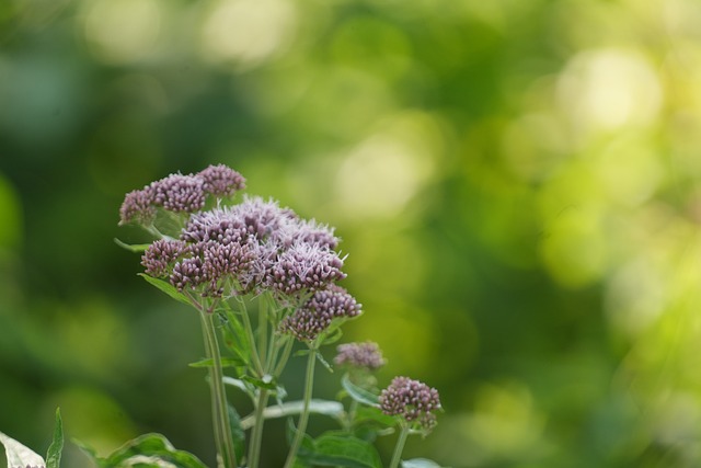 Free Nature Flower photo and picture