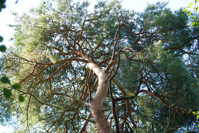 Free Tree Nature photo and picture