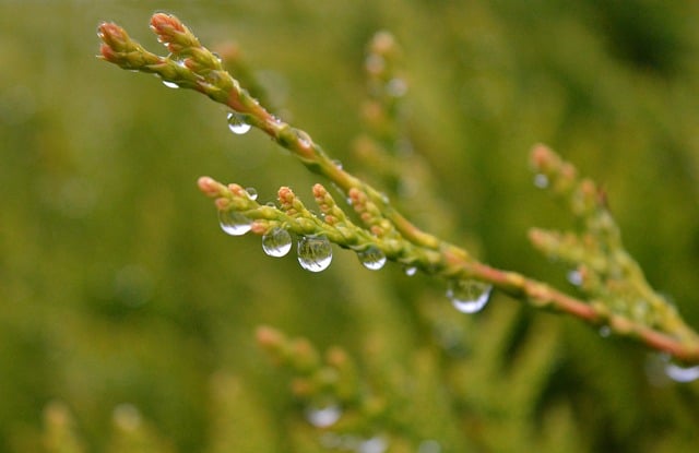 Free Nature Drops photo and picture