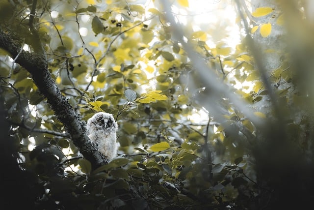 Free Owl Chick photo and picture