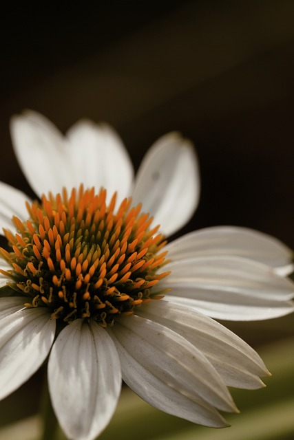 Free Flower Nature photo and picture