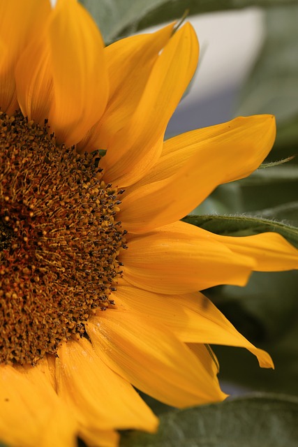 Free Sunflower Flower photo and picture