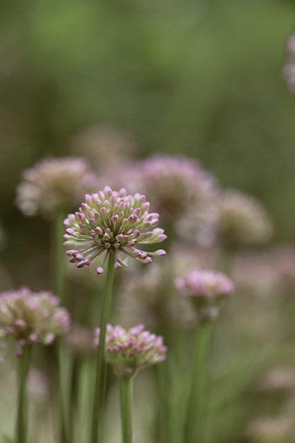 Free Flower Nature photo and picture
