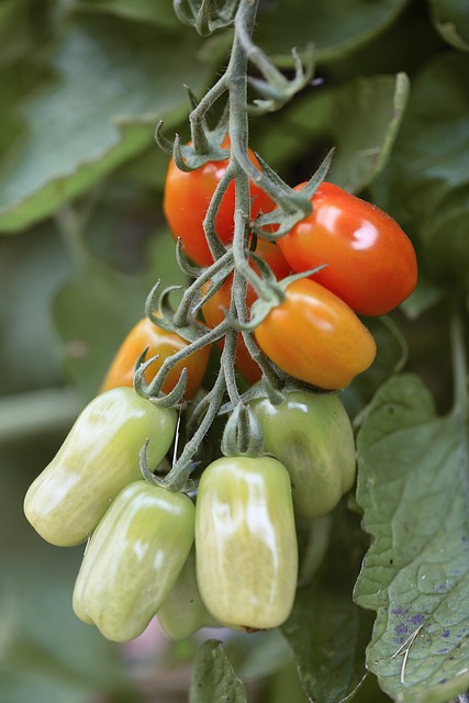 Free Tomatoes Garden photo and picture