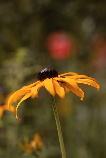 Free Flower Nature photo and picture