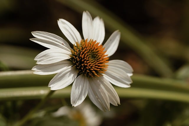 Free Flower White Petals photo and picture