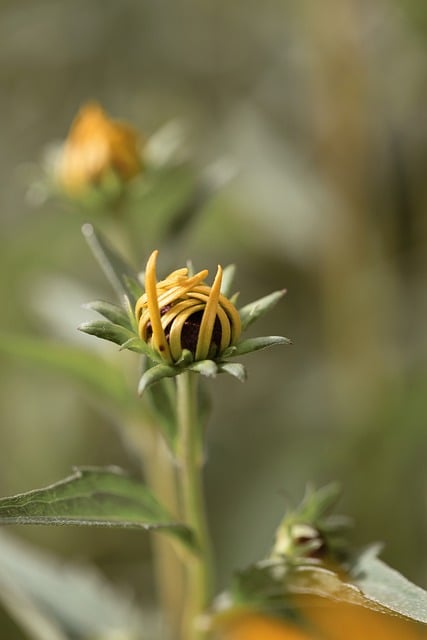 Free Flower Bud photo and picture