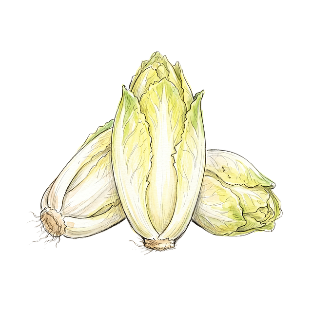 Free chicory belgian endive heads illustration