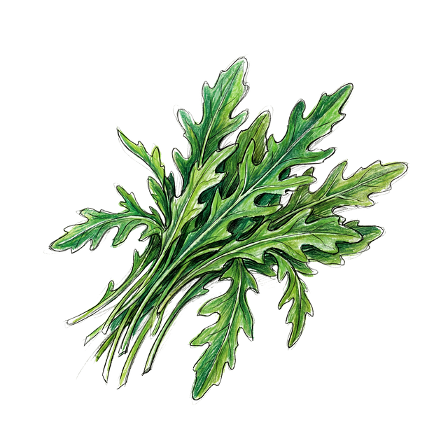 Free arugula vegetable nature illustration