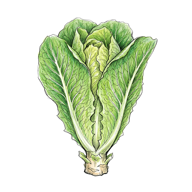 Free romaine lettuce watercolor color pencil illustration